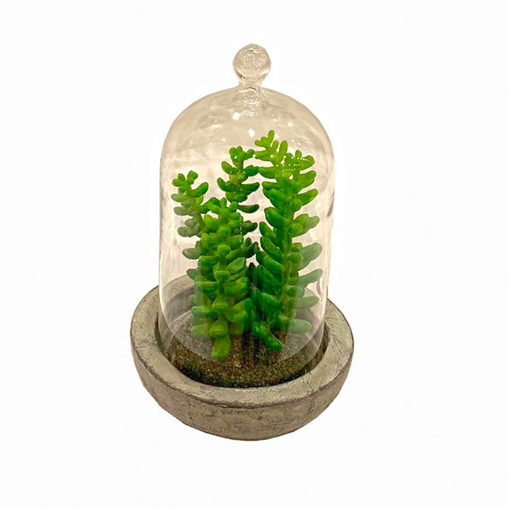 Planta Artificial Suculenta Con Cápsula De Vidrio Y Base De Resina